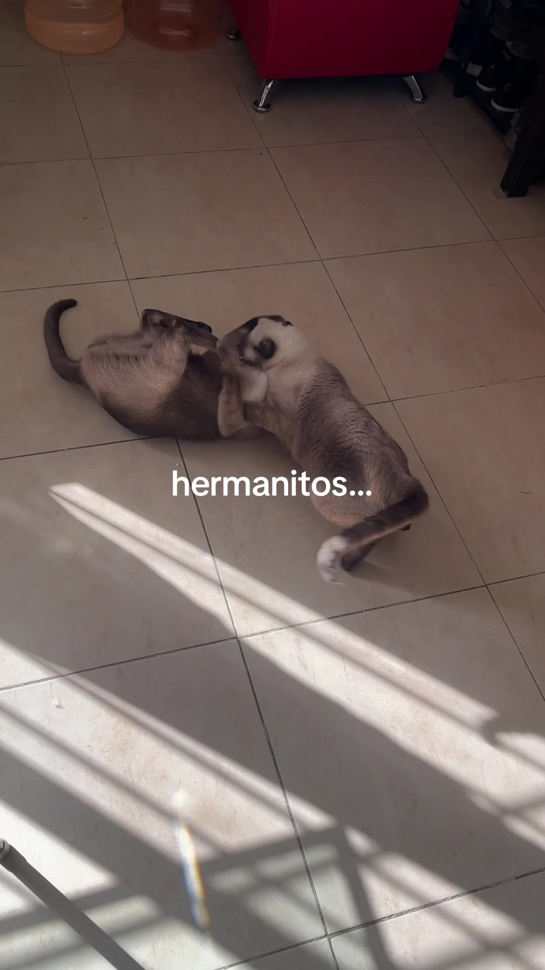 @Hermanitos siameses