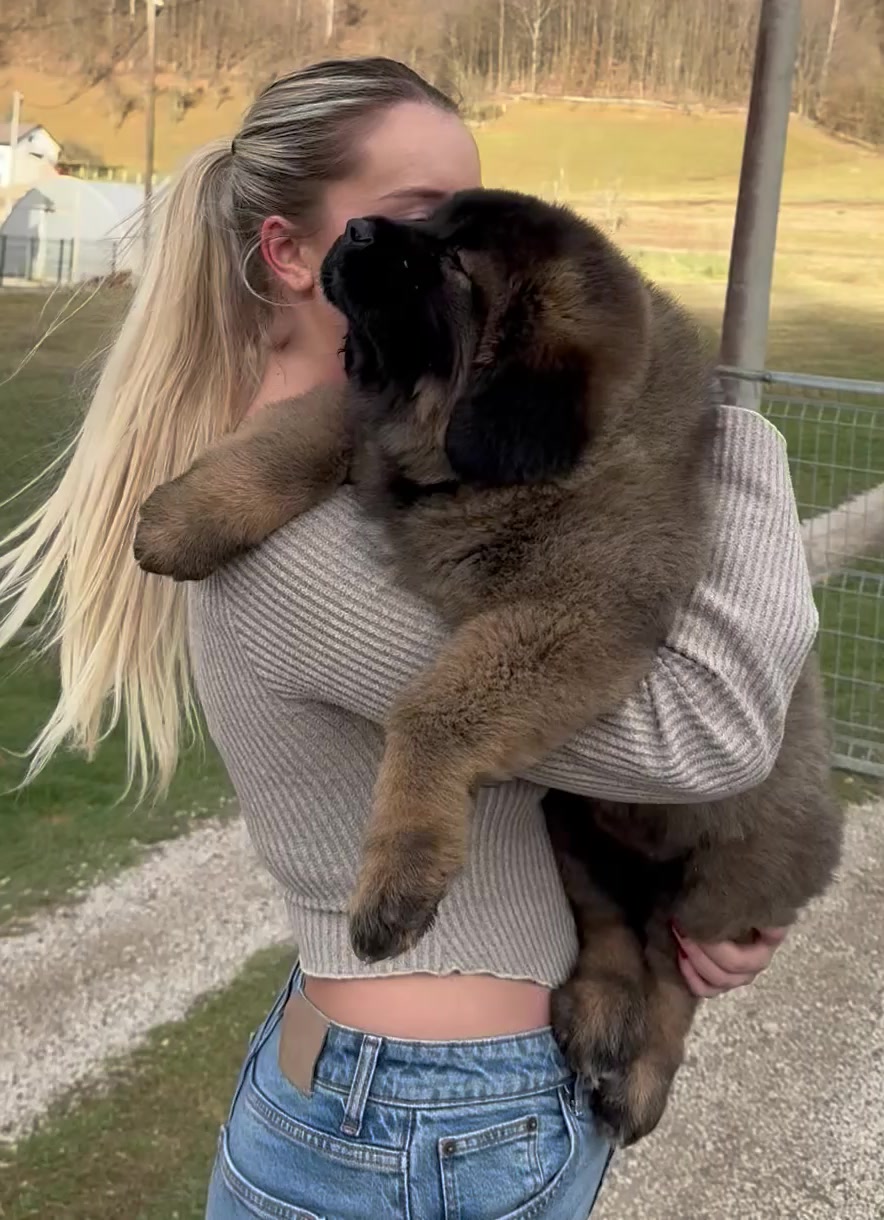 @Caucasian Shepheard Dogs