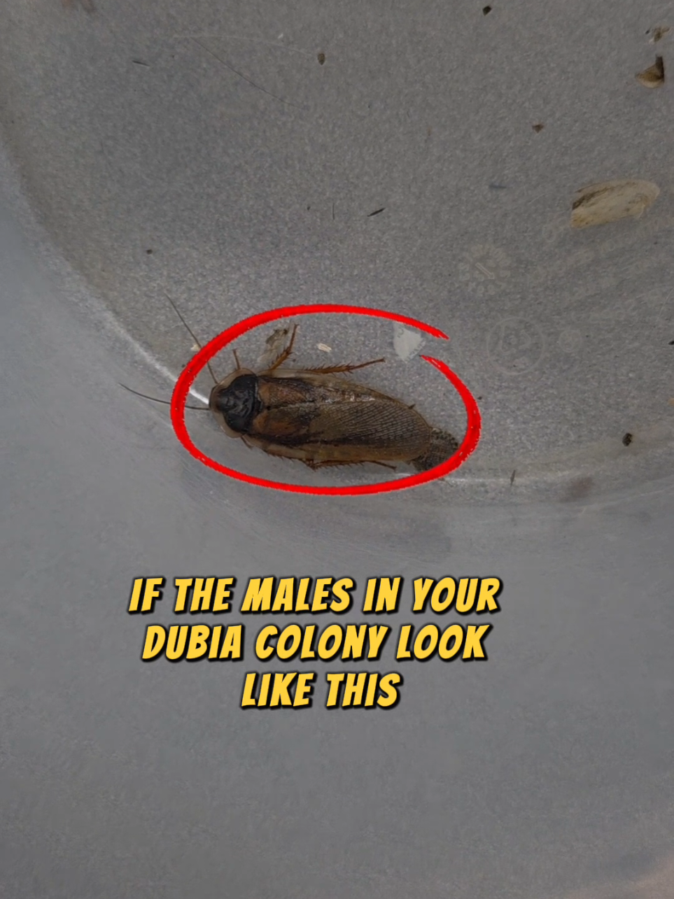 @Dubia Dude