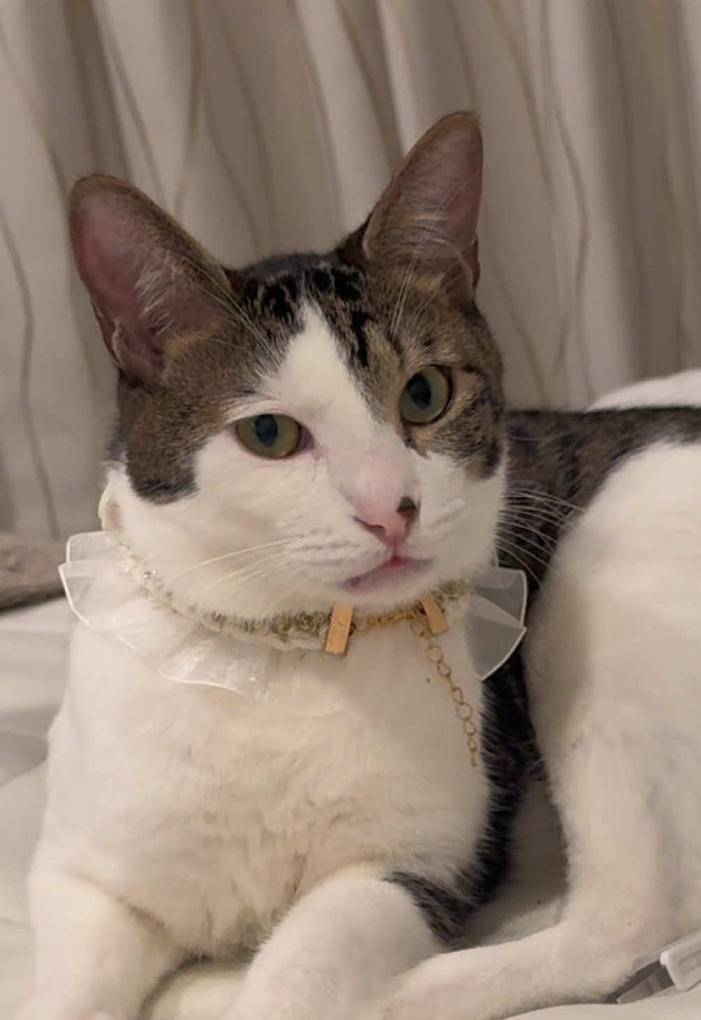 @ちょぽんばぶ𑁊^. .^𑁊