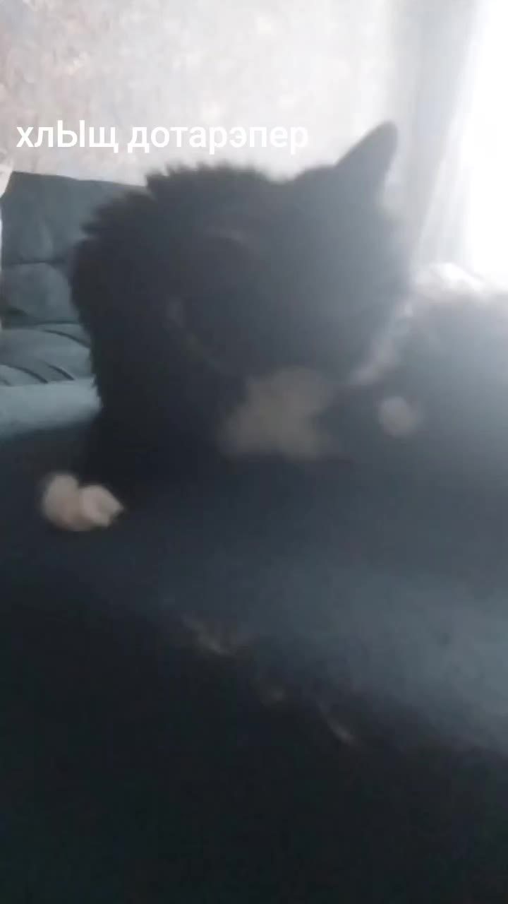 @лилац ∅ (котик хлыщ)