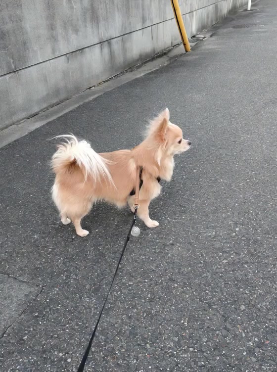 @ふとし