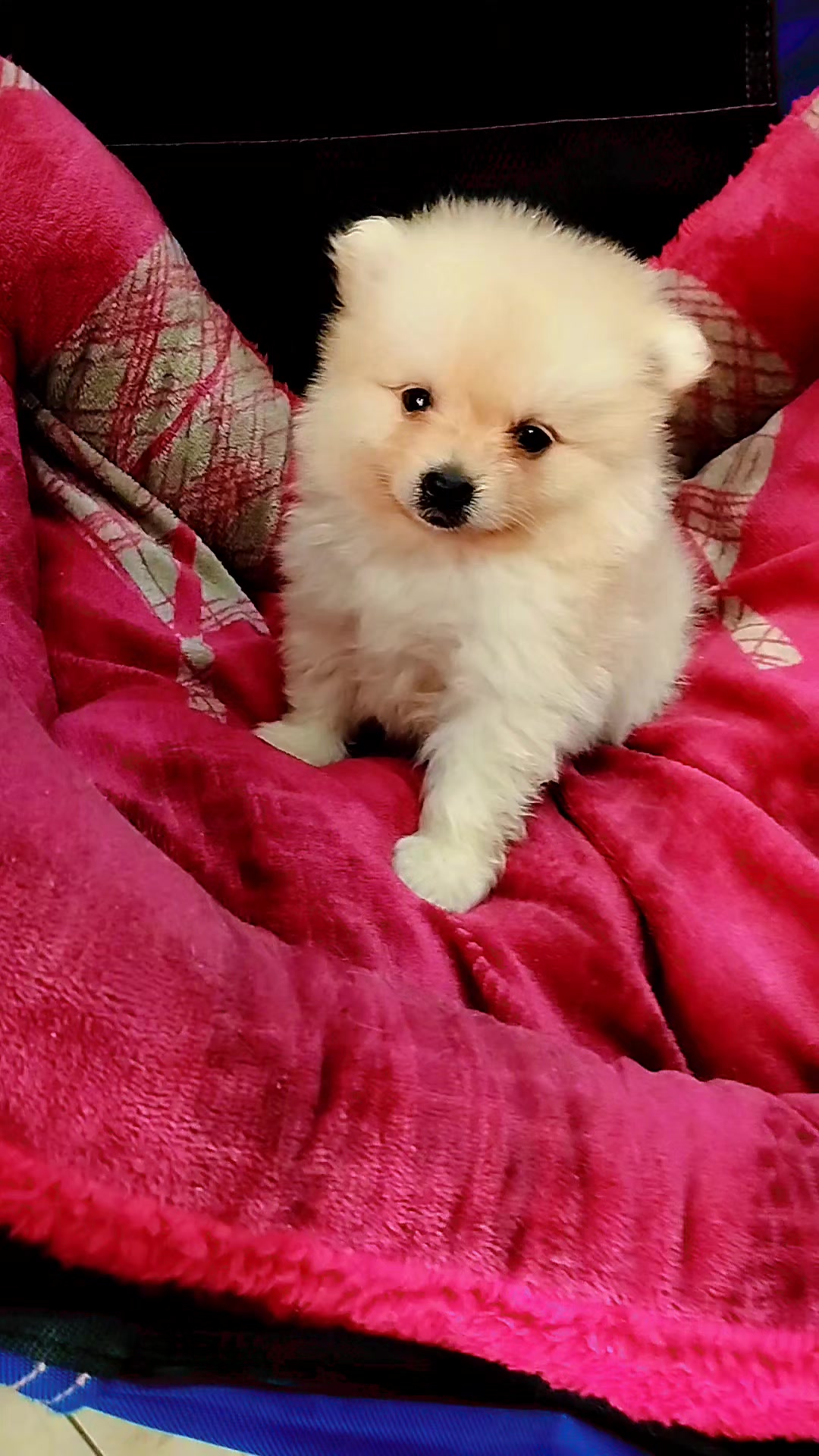 @olimpokennels