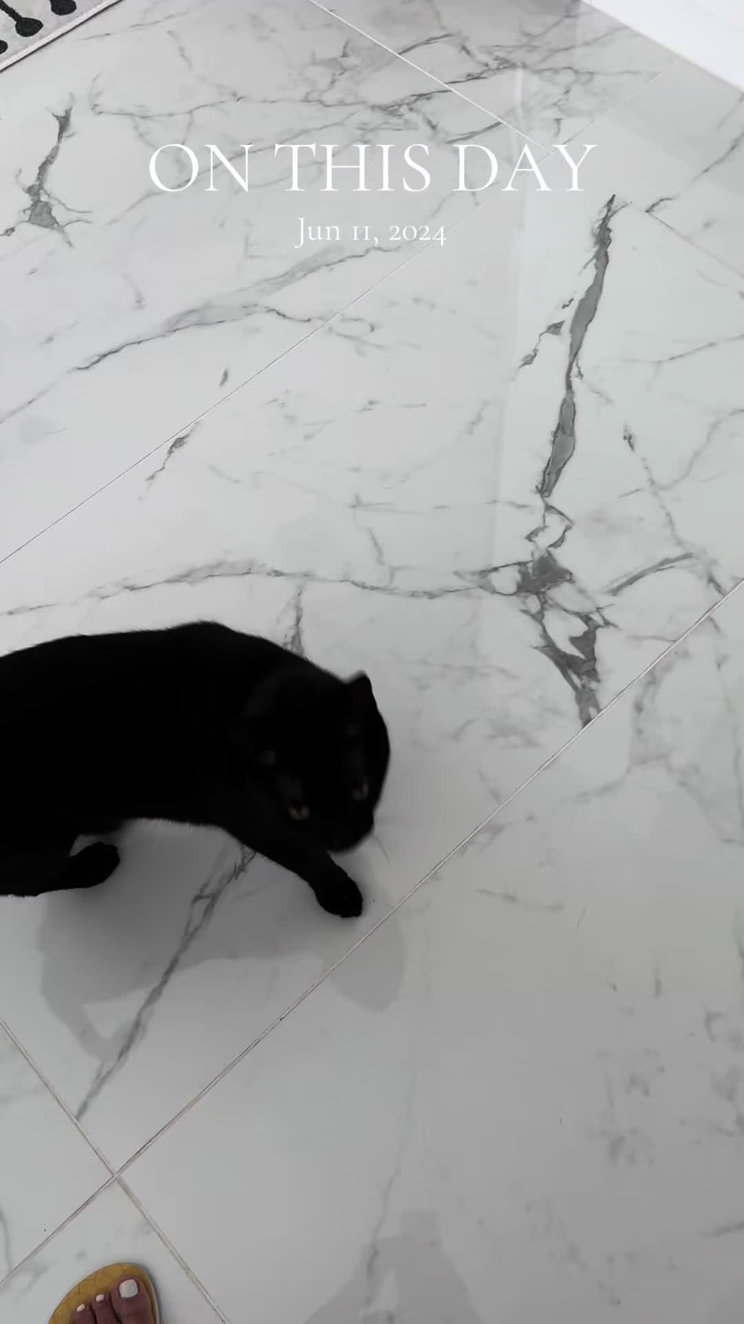 @Oscar&ensp;Jeremy&ensp;the&ensp;cat!