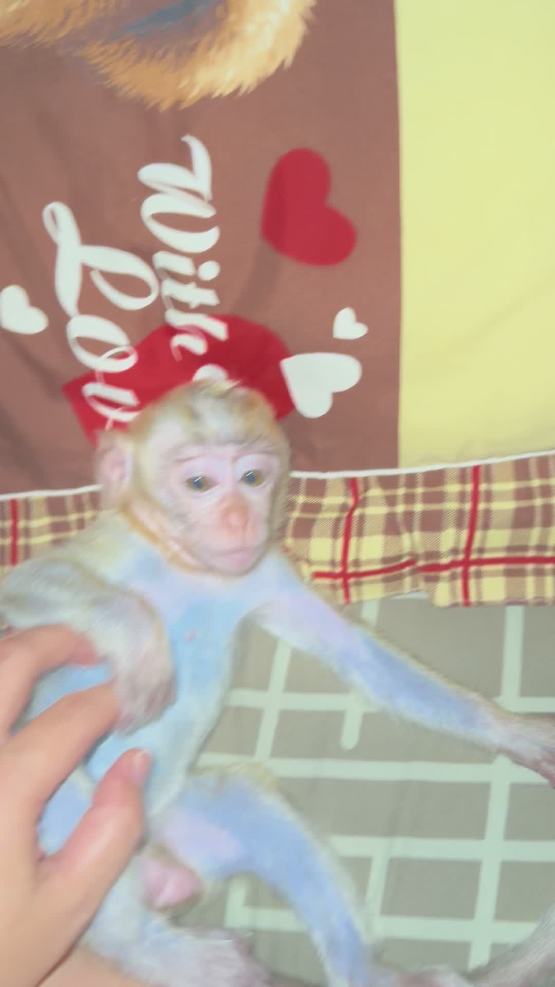 @Michelle🐒