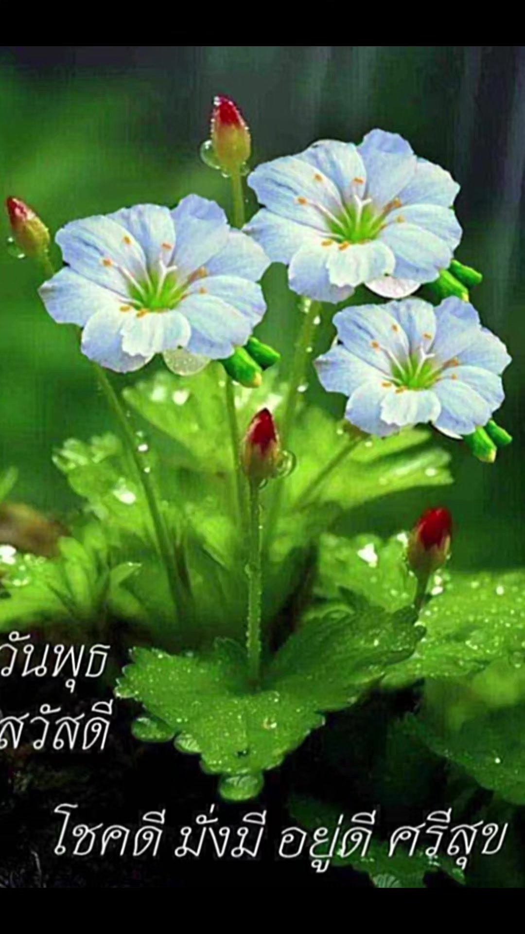 @Orasa mokkhdksoongg