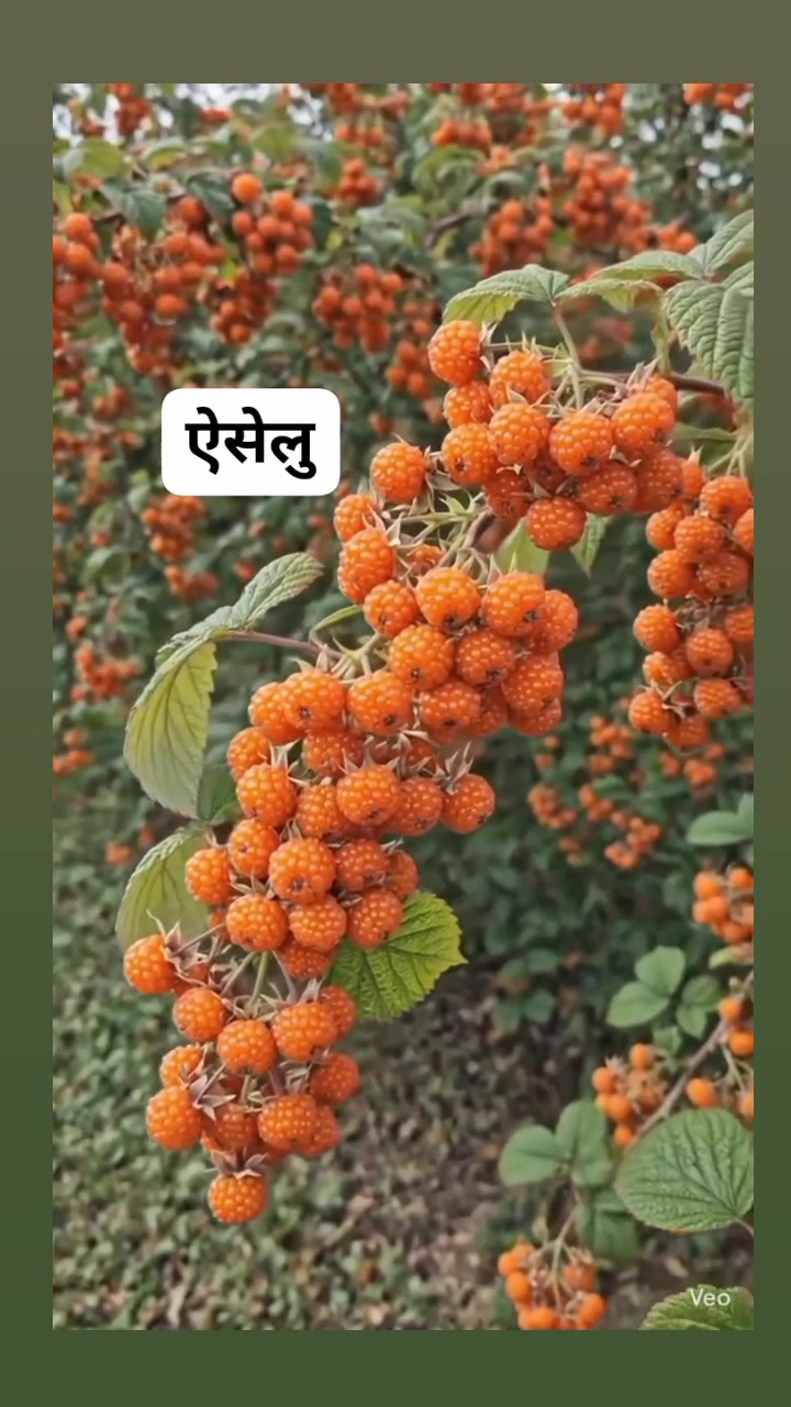 @ŤĦǍPǍ ĶǍŽŽǏ 🐅🔥🇦🇪🇳🇵