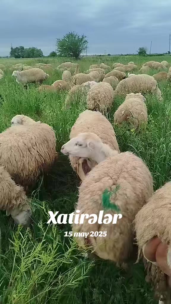 @kend_həyati_041