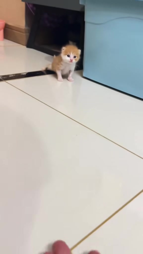 @catbosssss
