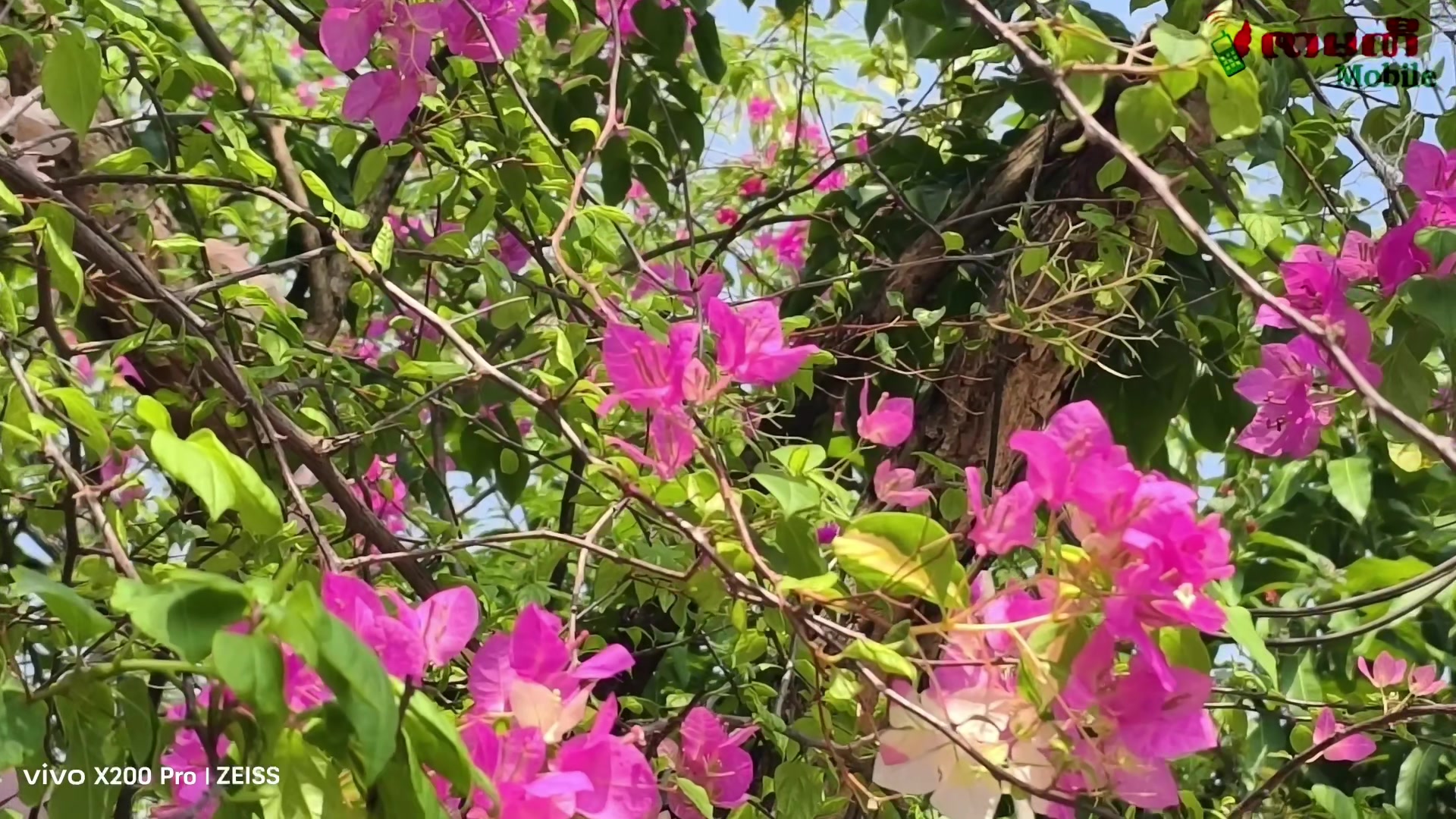 @ဇာမဏီ Mobile