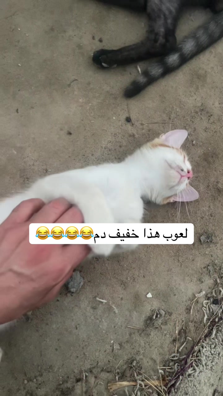 @ashkaltbiah