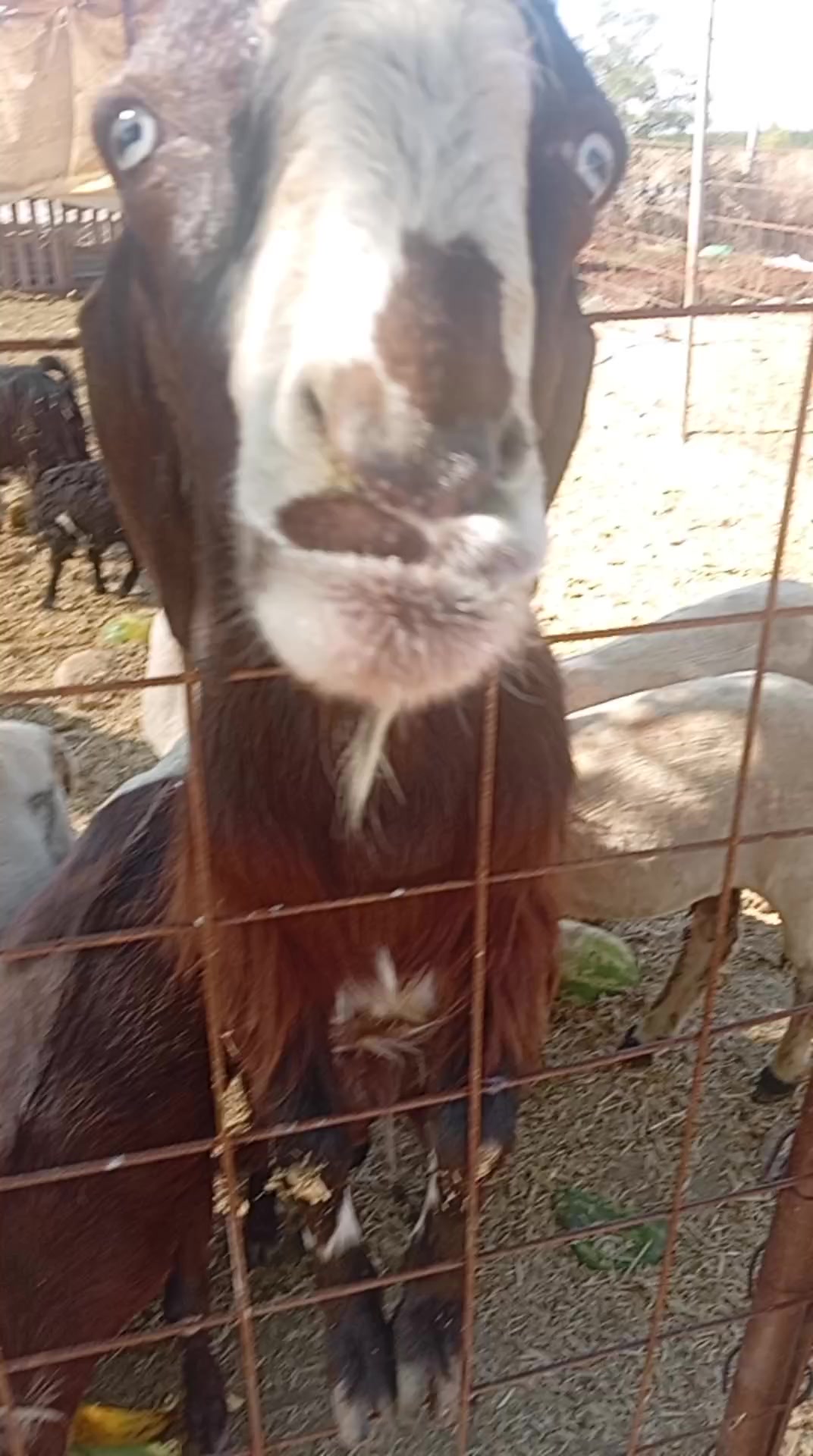@Selçuk altınekinli