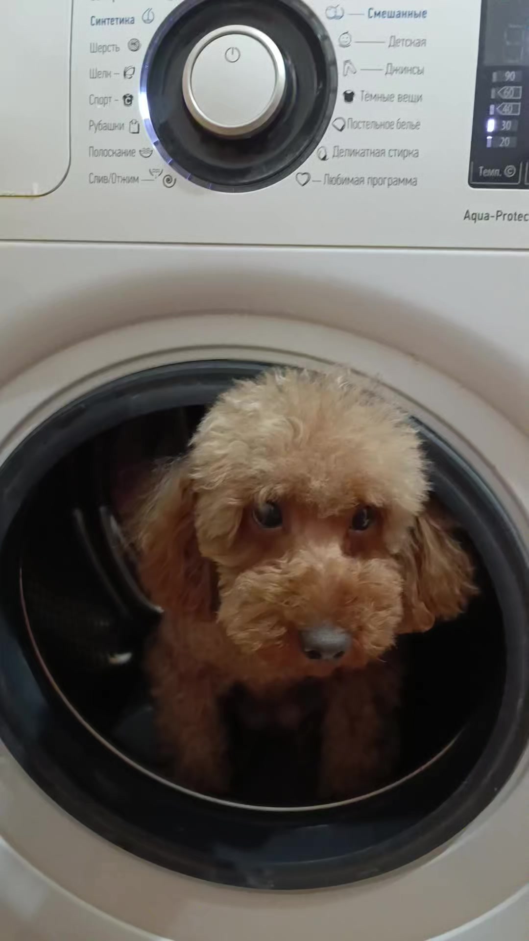 @Наталья Пудель 🐩