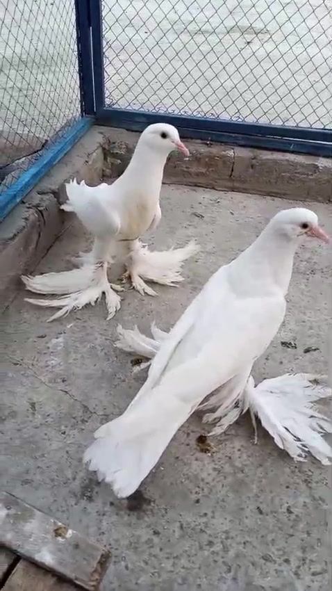 @quality.birds.ajk