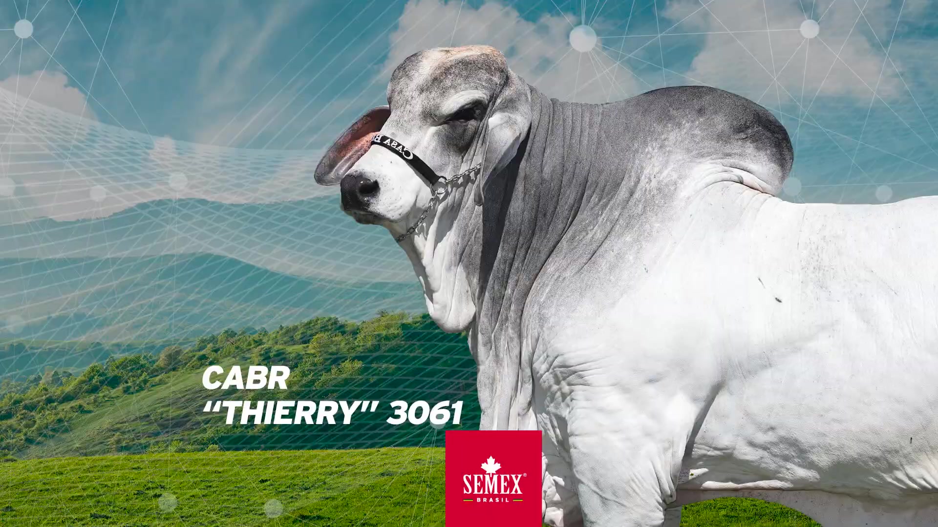 @SEMEX