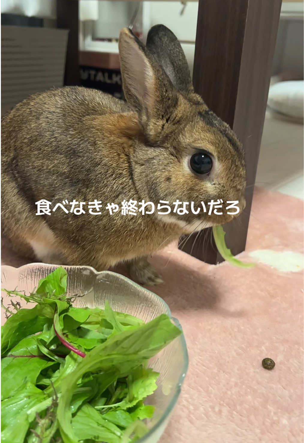 @さーちゃん🍩わらつぶ🐰