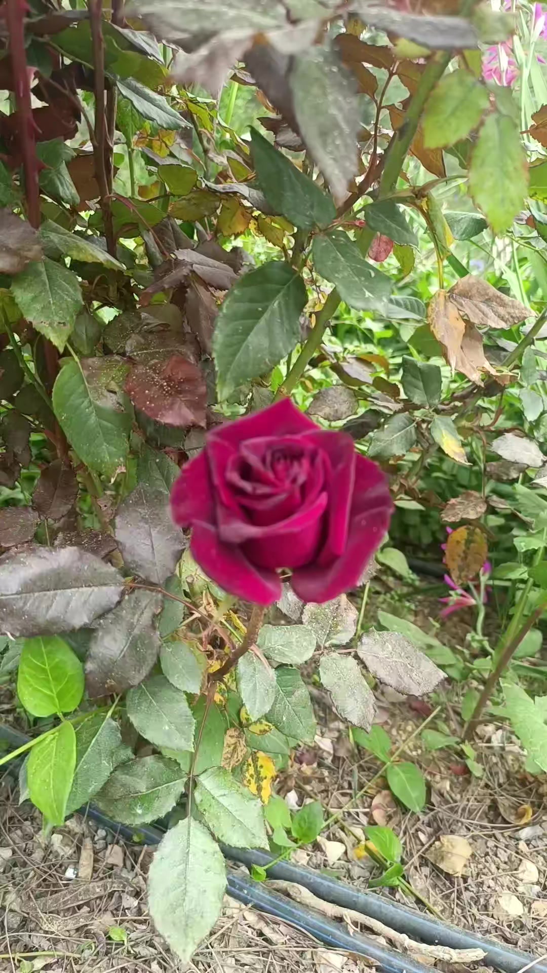 @mustafakeskin2763