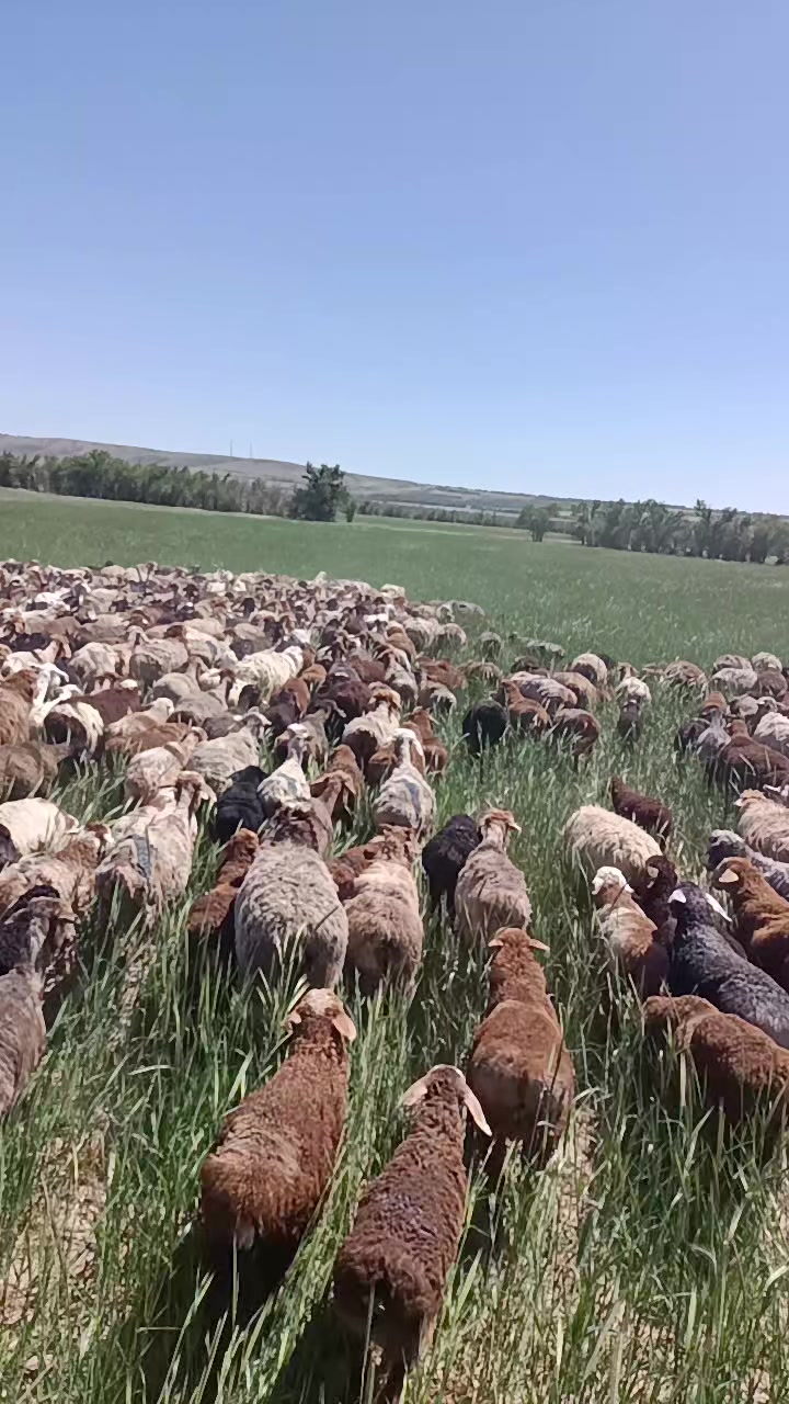 @ауыл баласы