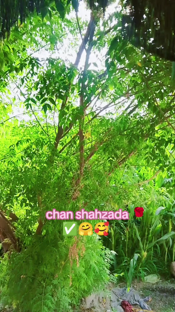 @chan shahzada 563