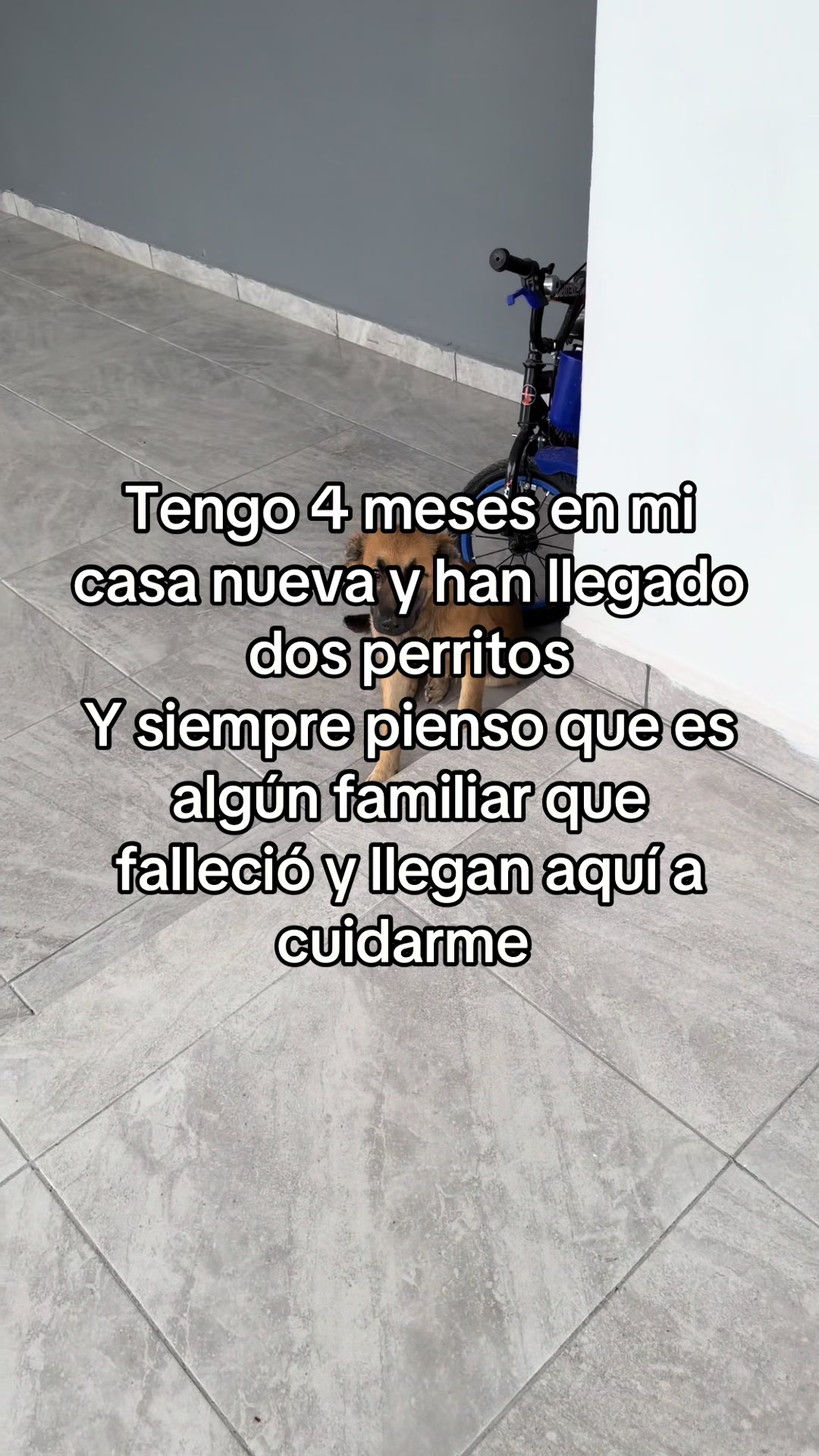 @pelinegra263