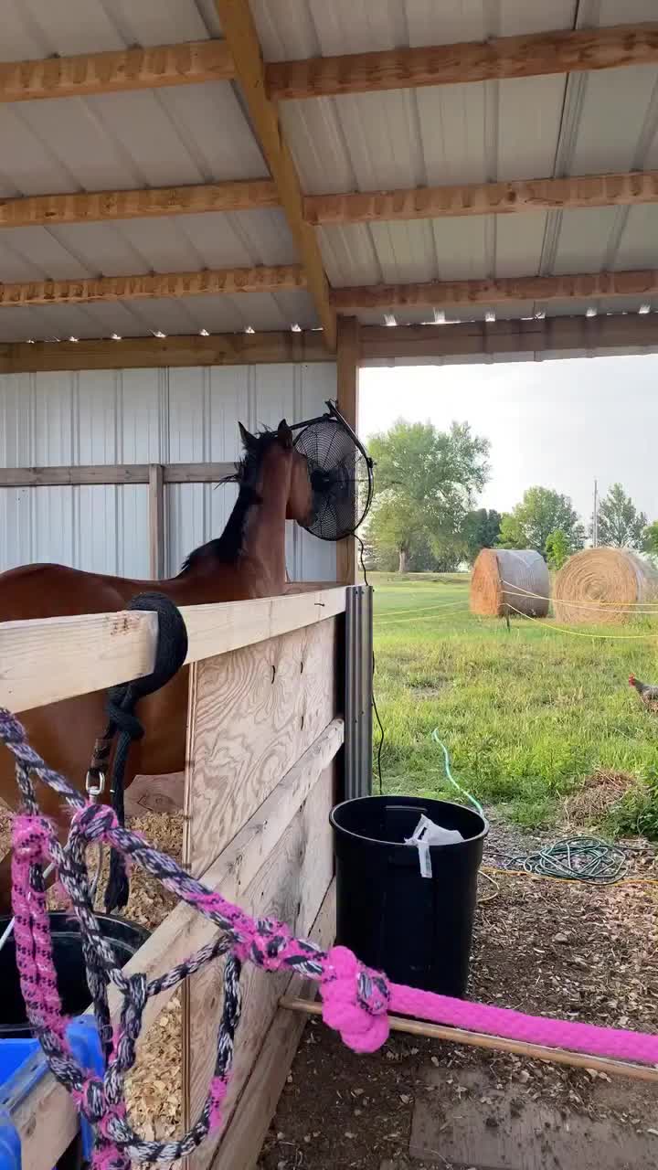 @ThunderGallops