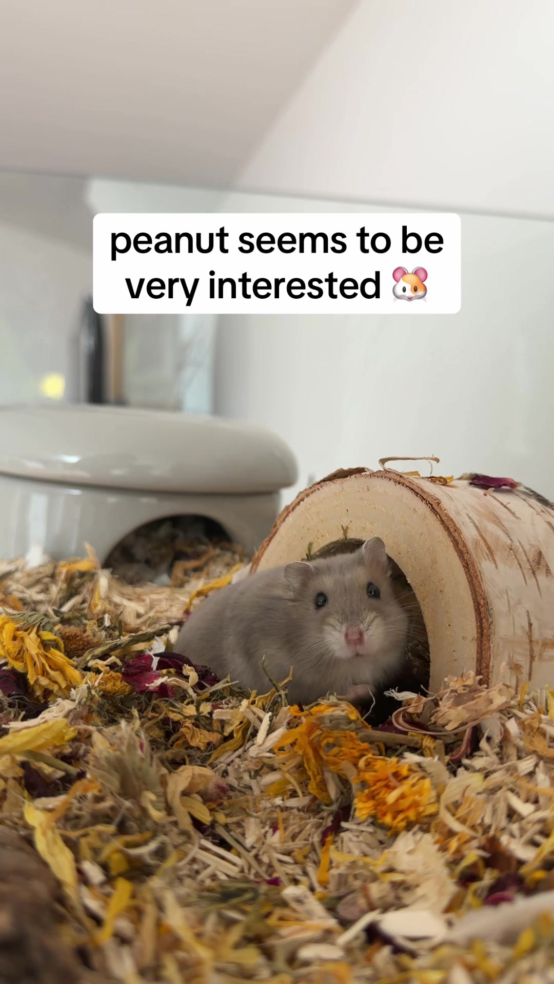 @peanutthehamster1