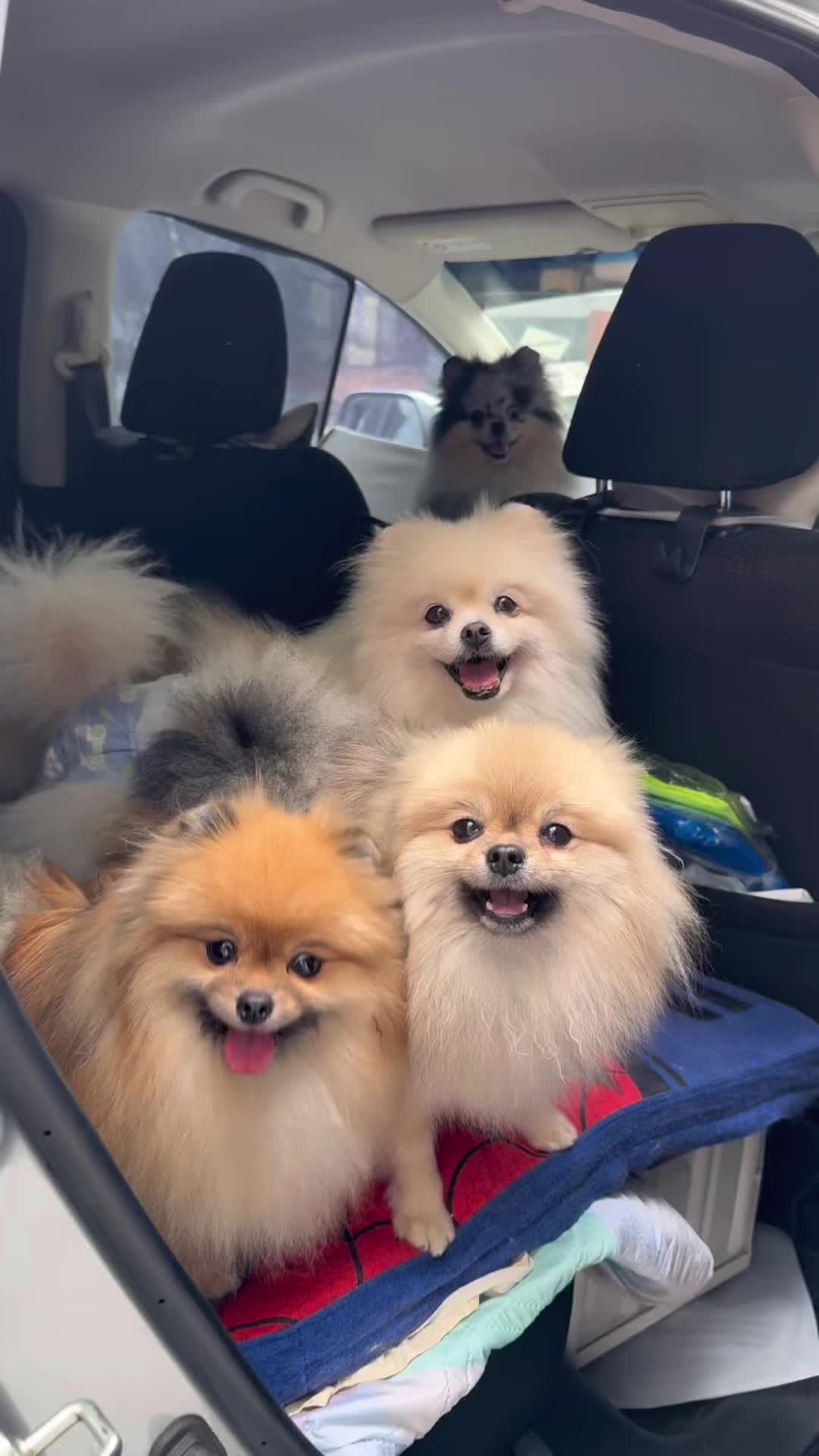@YY-BPom Family