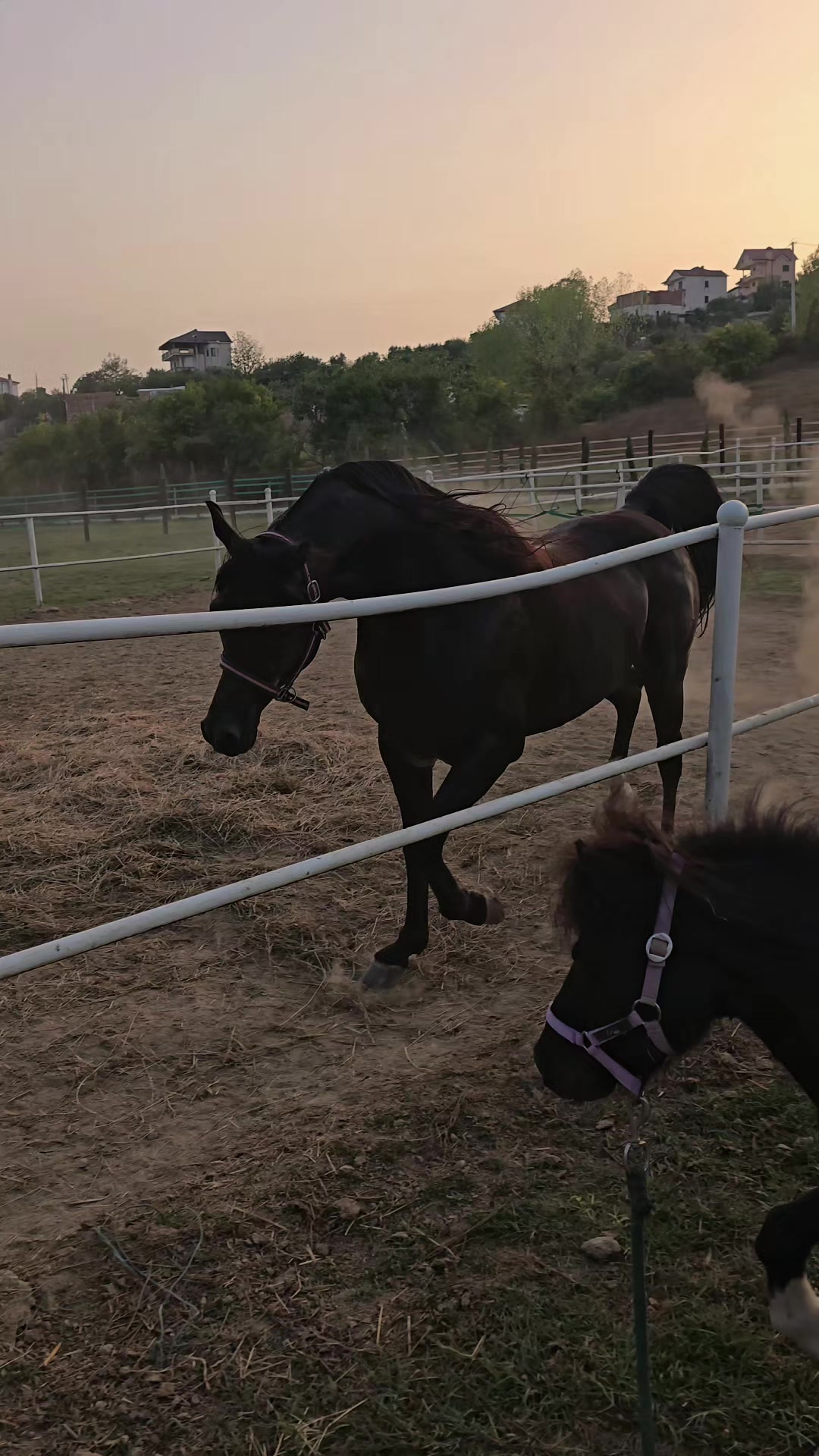 @Horse Training Center Albania