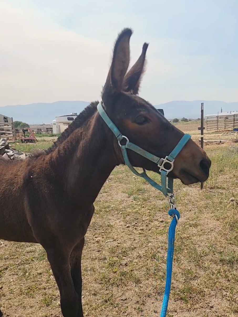 @Olsen Horse & Cattle Co. LLC