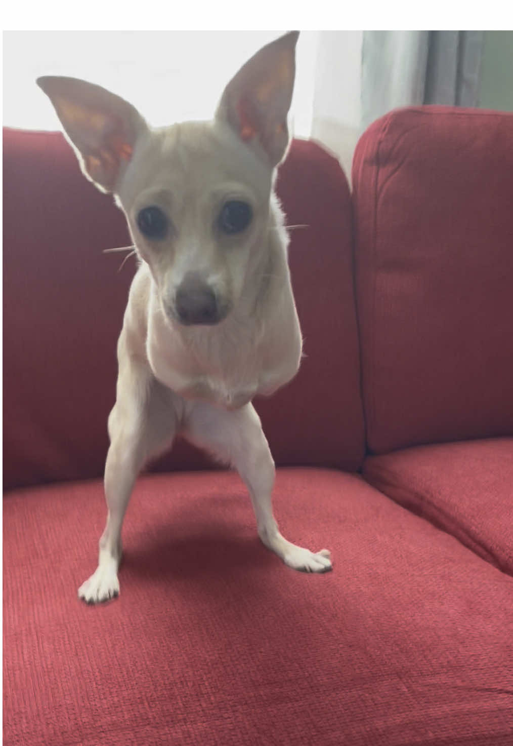 @2legdogs