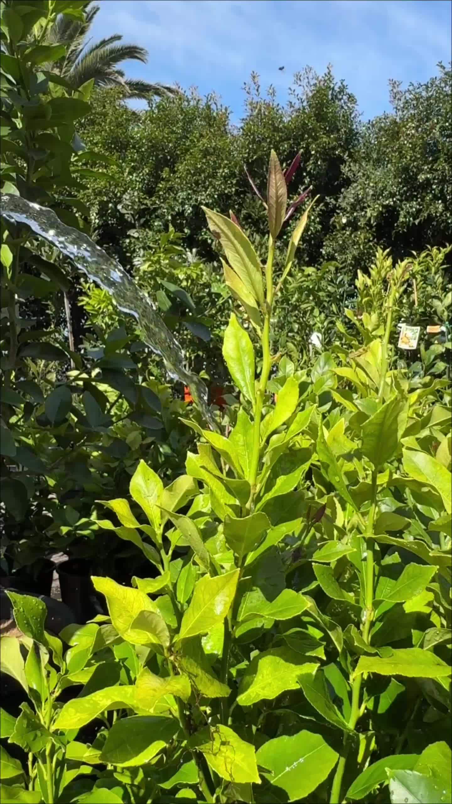 @Hello Hello Plants Nursery