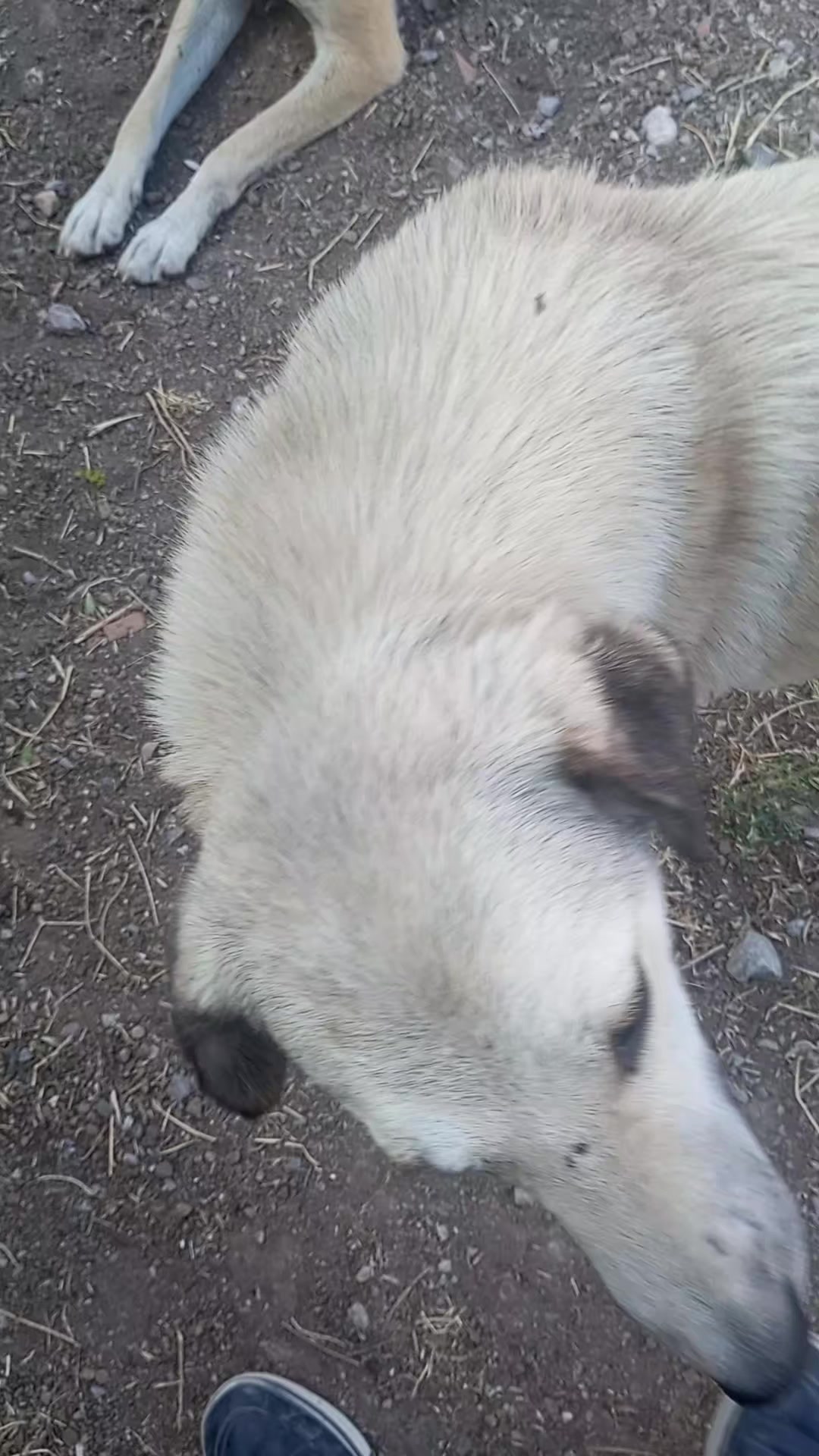 @UMUT BEKLEYEN PATİLER, 🐶💕🐱?