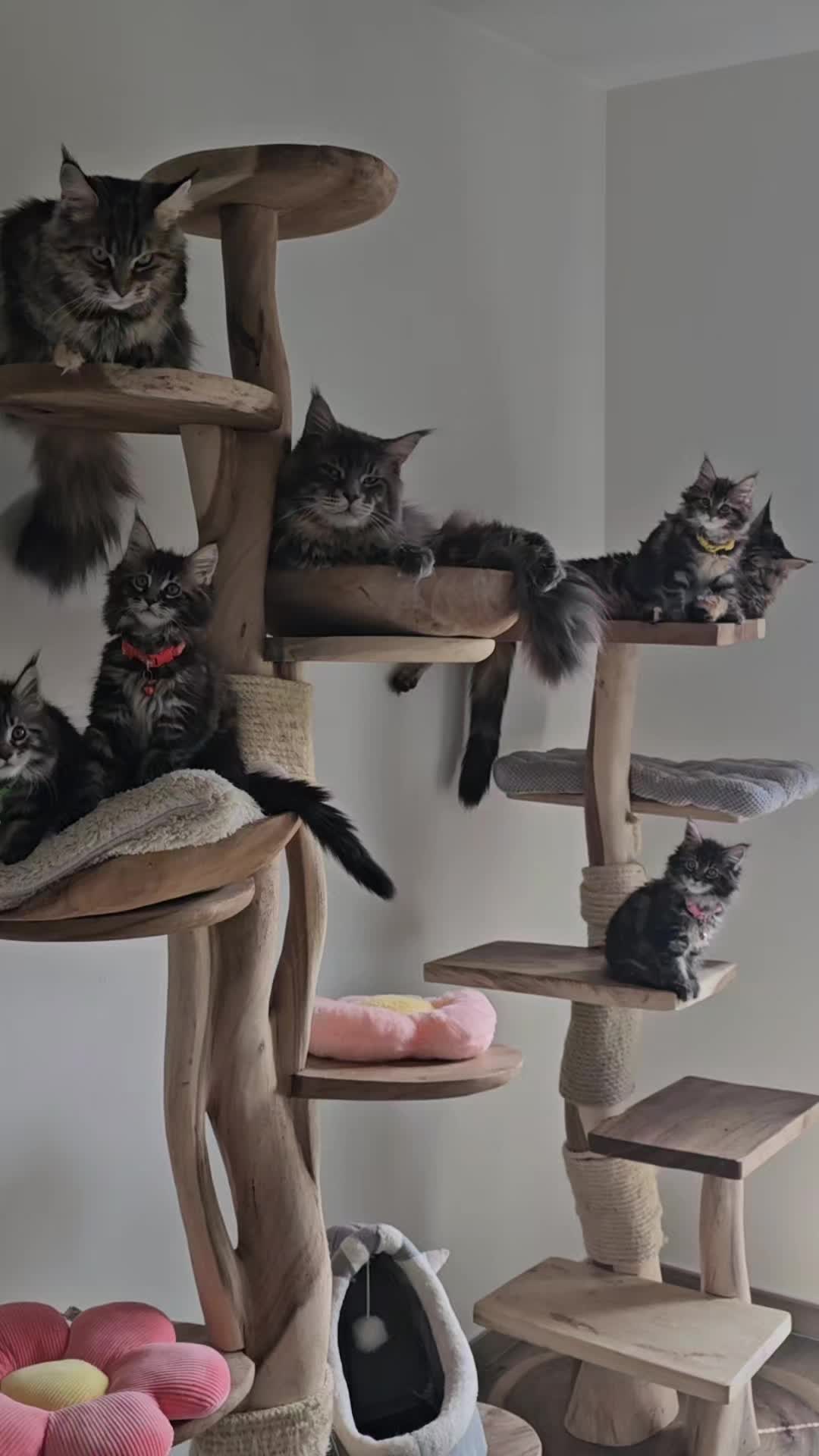 @mainecoonspalace