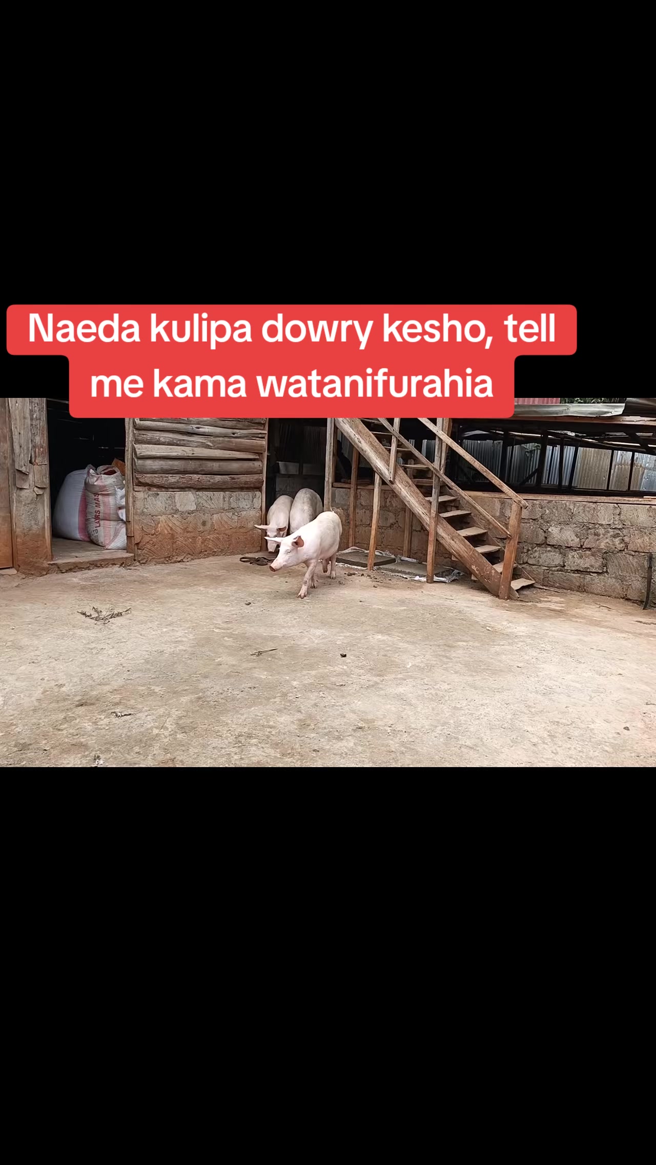 @Pigbreeder
