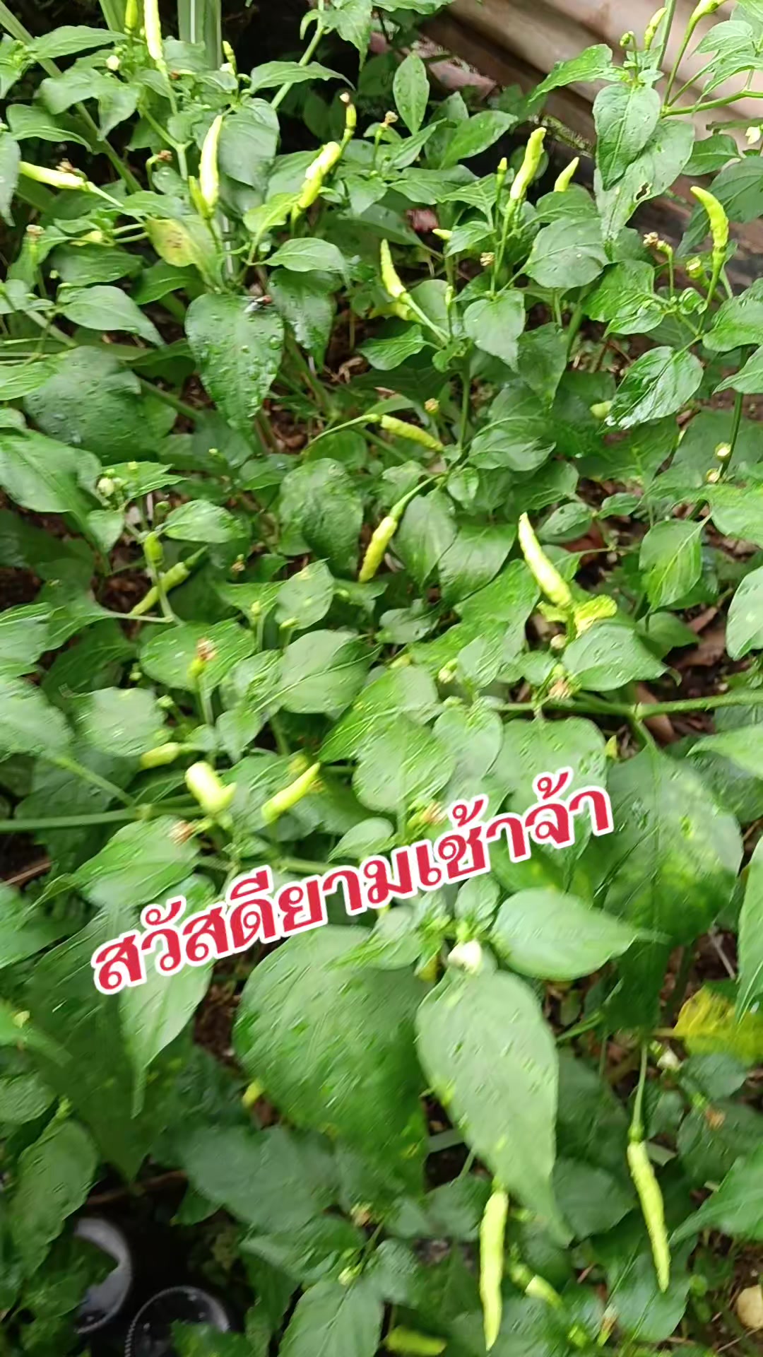 @pranee