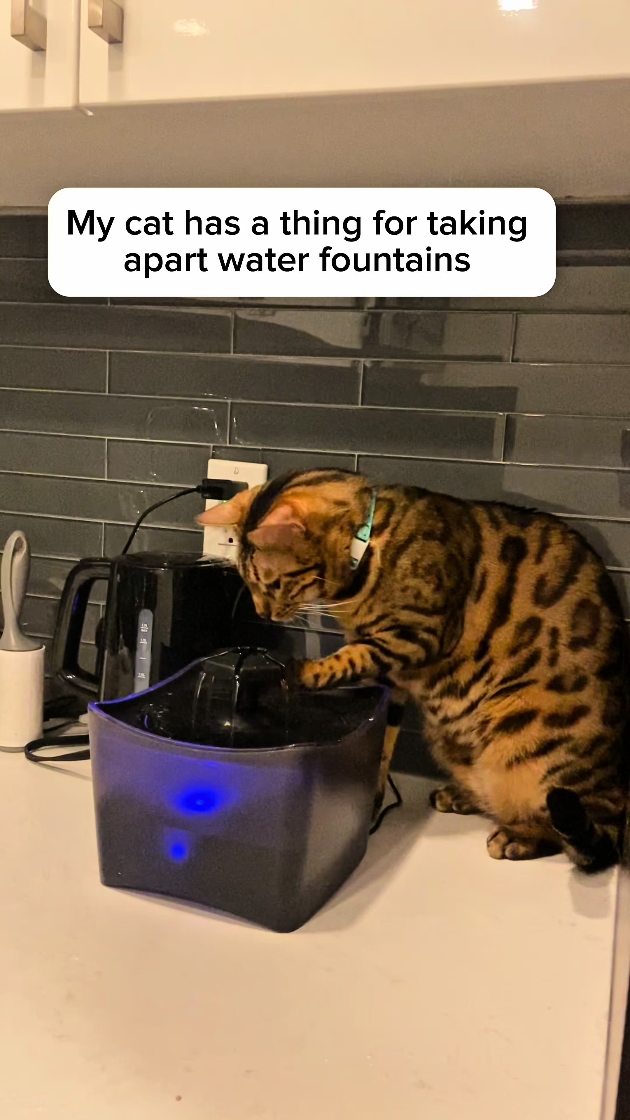@Three Nawty Cats