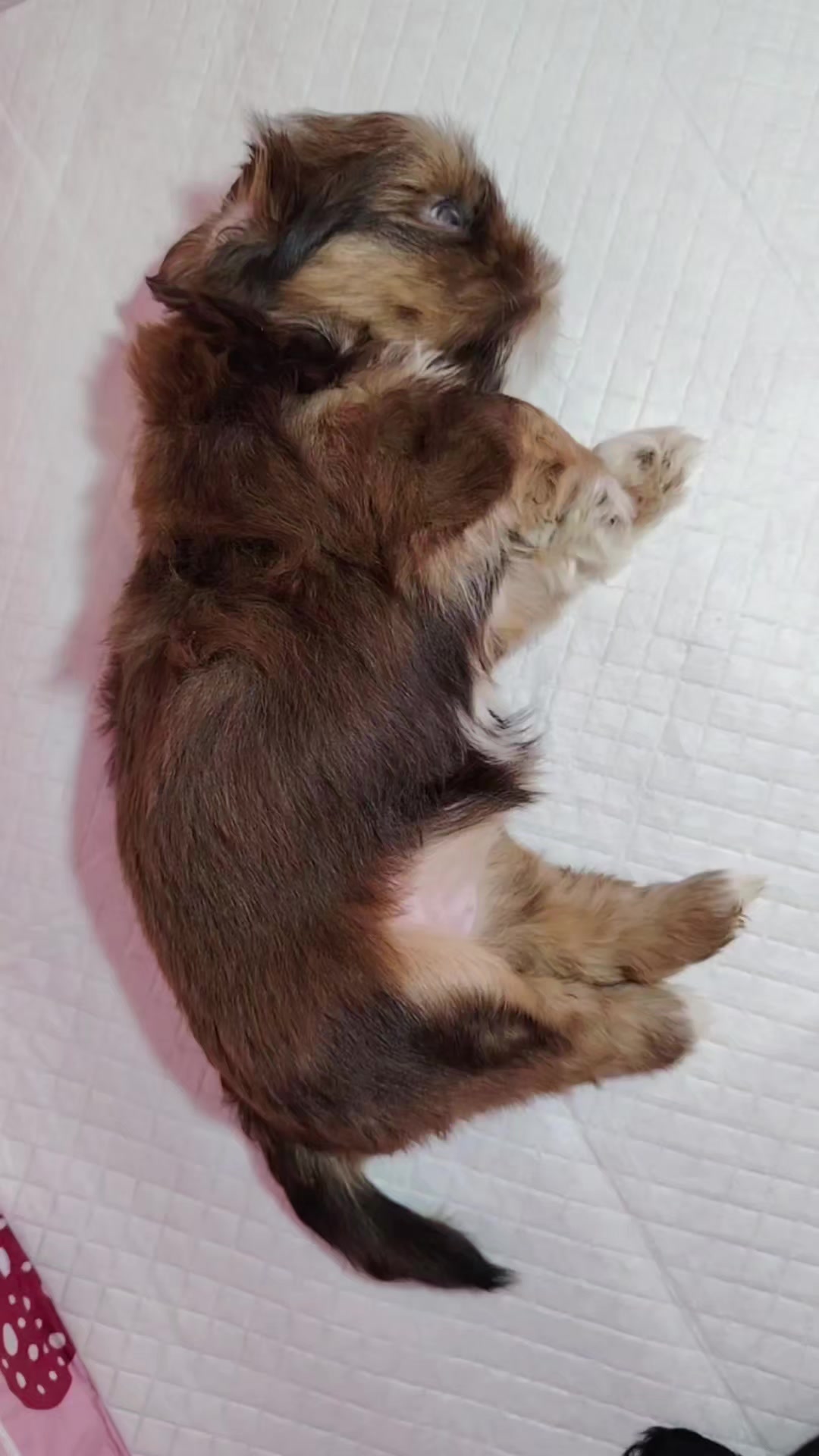 @PawmilyaSweettzu & Furbuddies