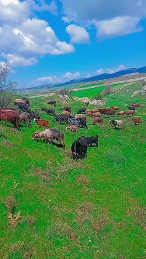 @Ebubekir Kılıç