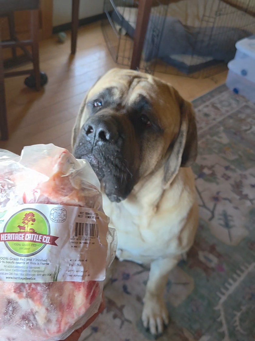 @Maple Mastiffs