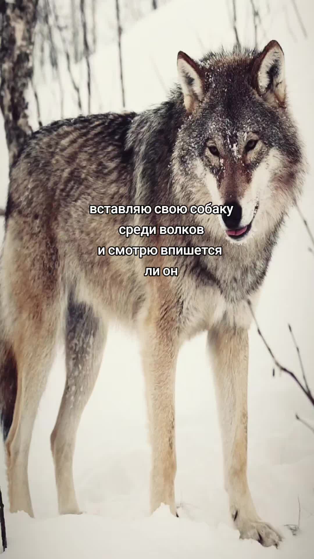 @KARANDASH