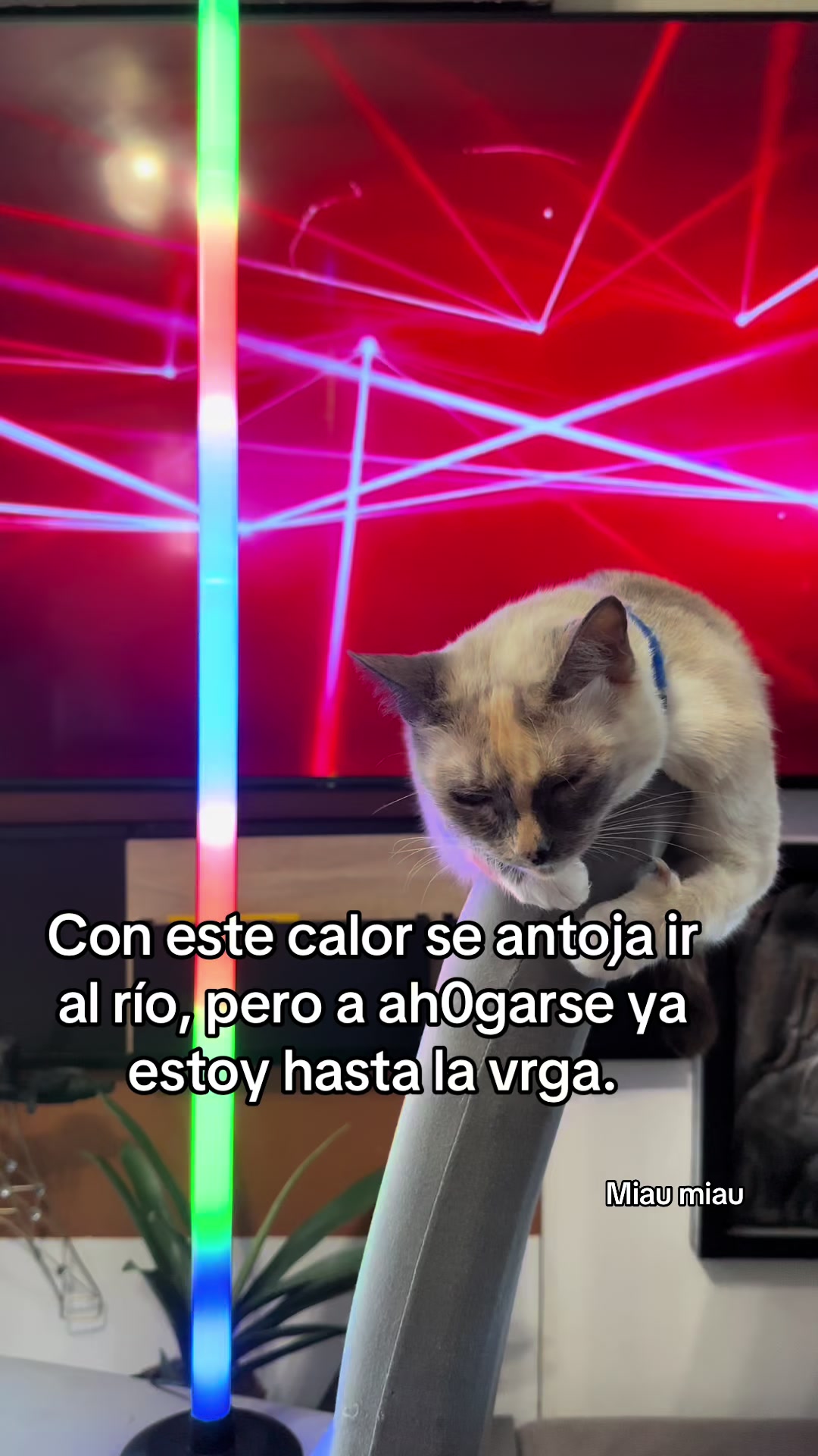 @Rodrigo and Watermelon the cat