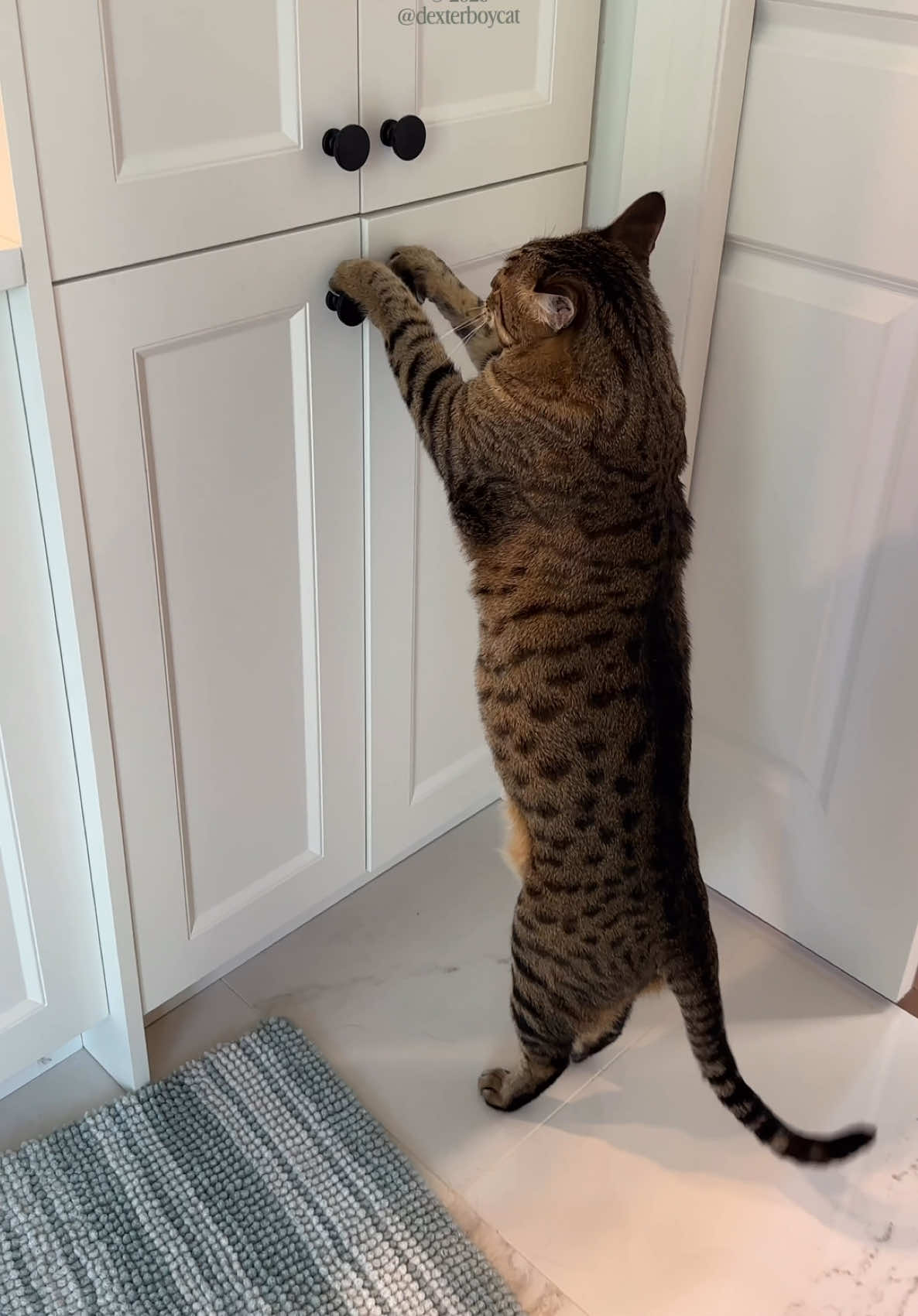 @dexterboycat 🐆&hearts;️