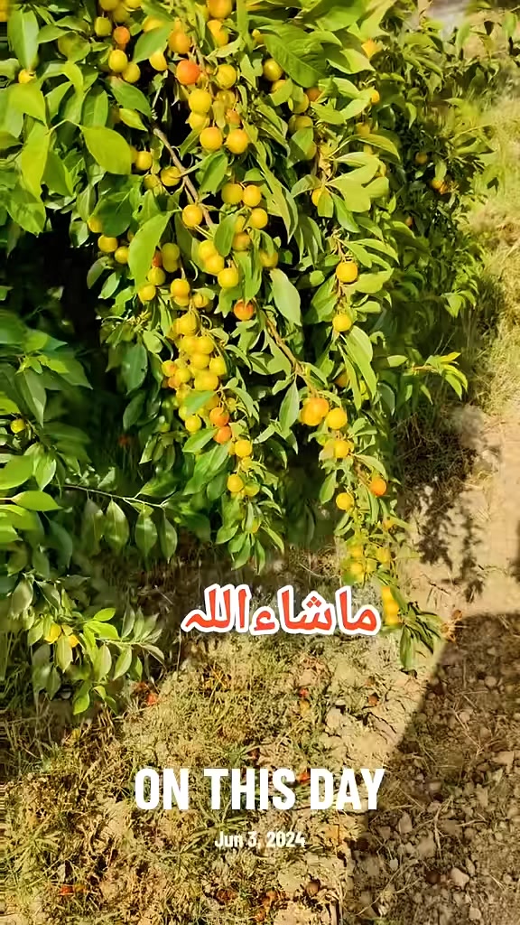 @Abrar Saleem Ch
