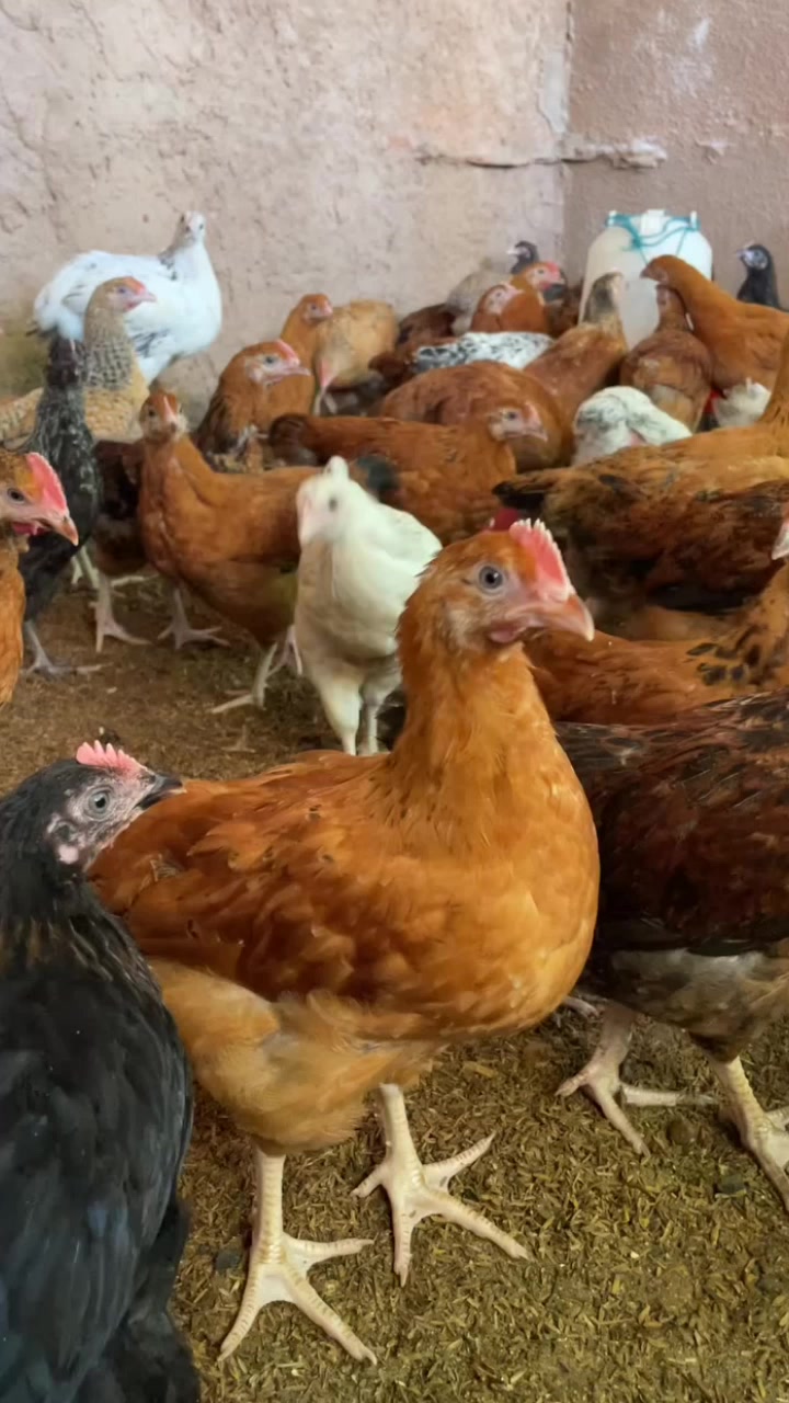 @NDIAYE-BREEDING 🐔