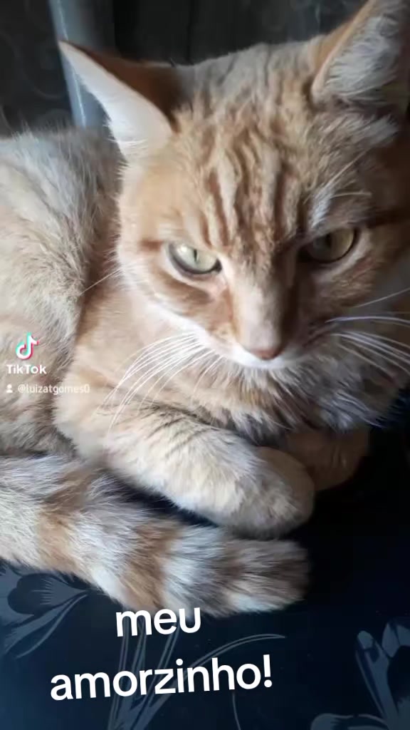 @🐈Lu&iacute;za🐈&zwj;⬛