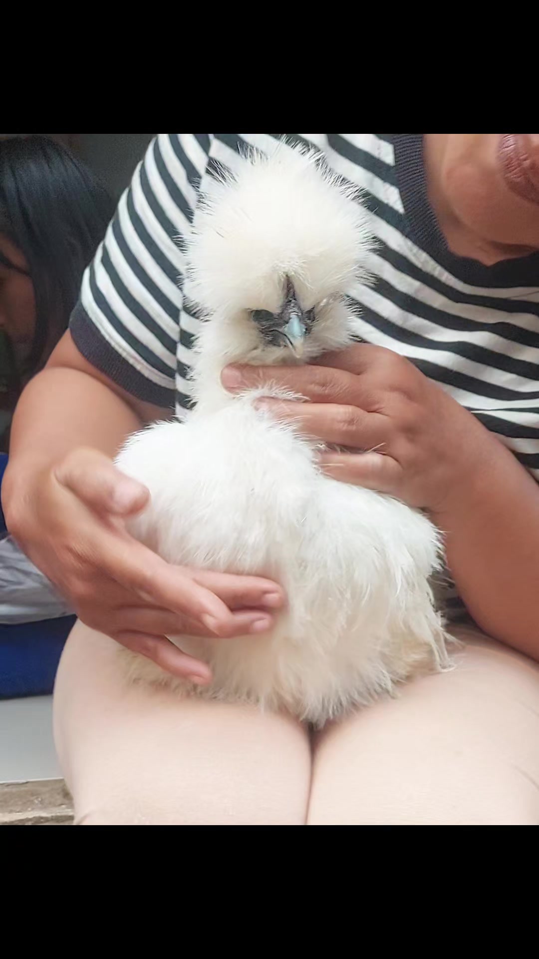 @Cileunyi Rabbit