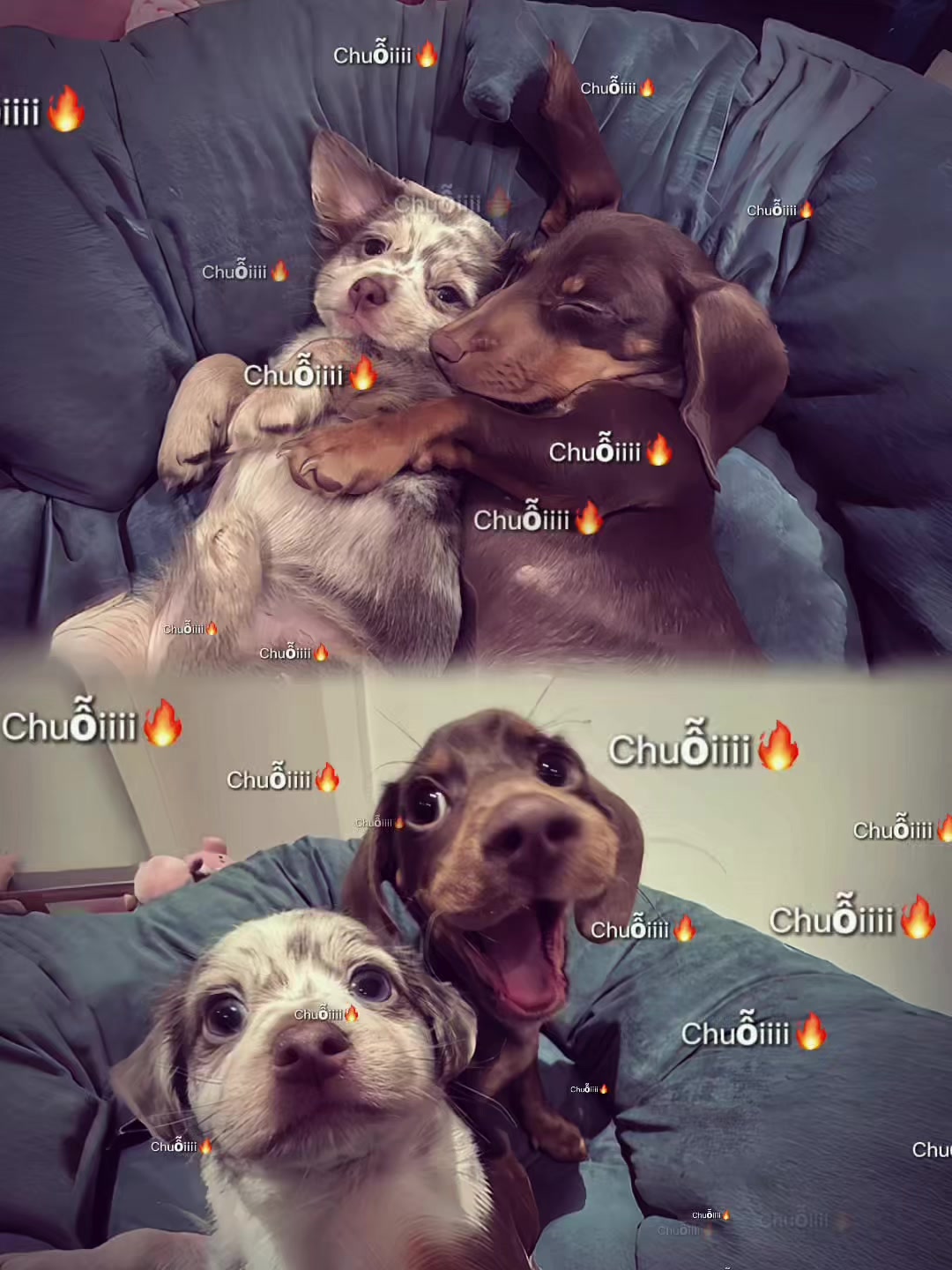 @𝓵