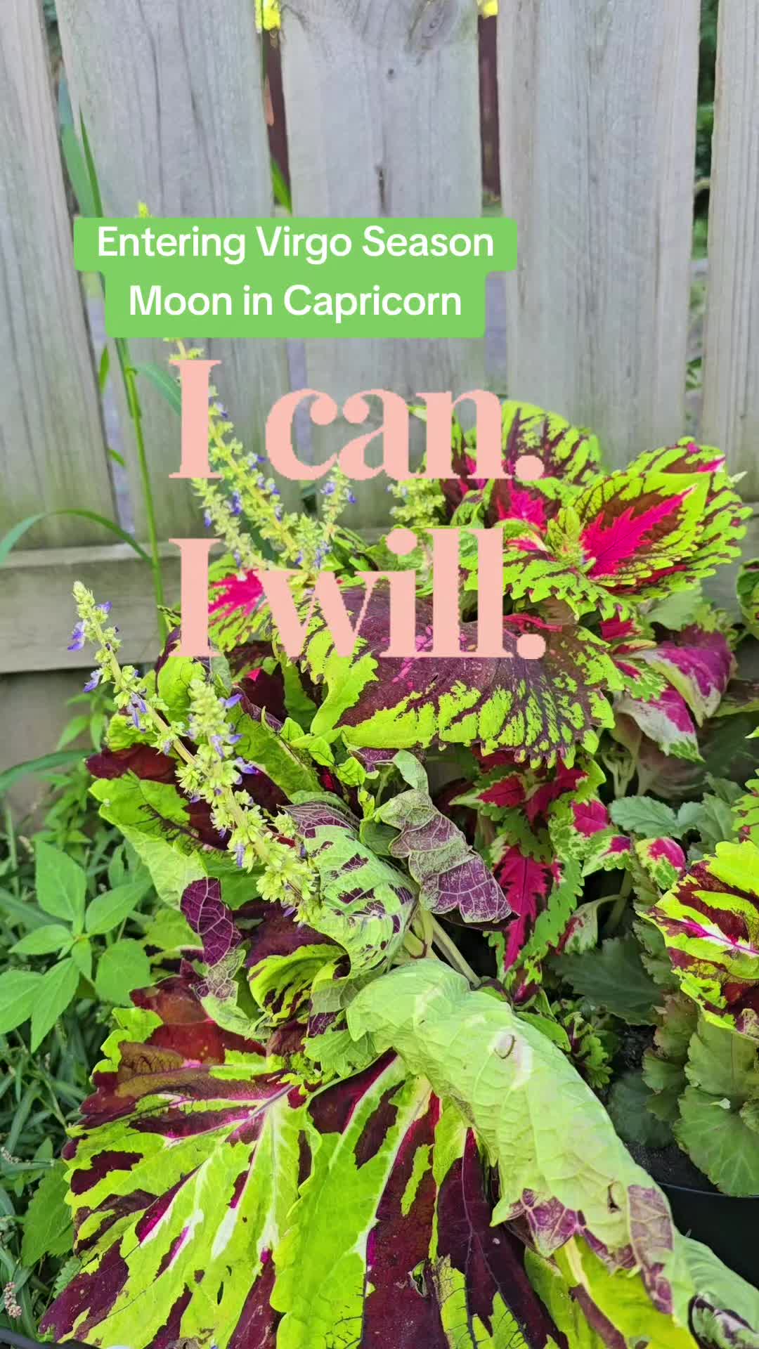@𝔼𝕣𝕚𝕟𝕖𝕝𝕝𝕒🌻