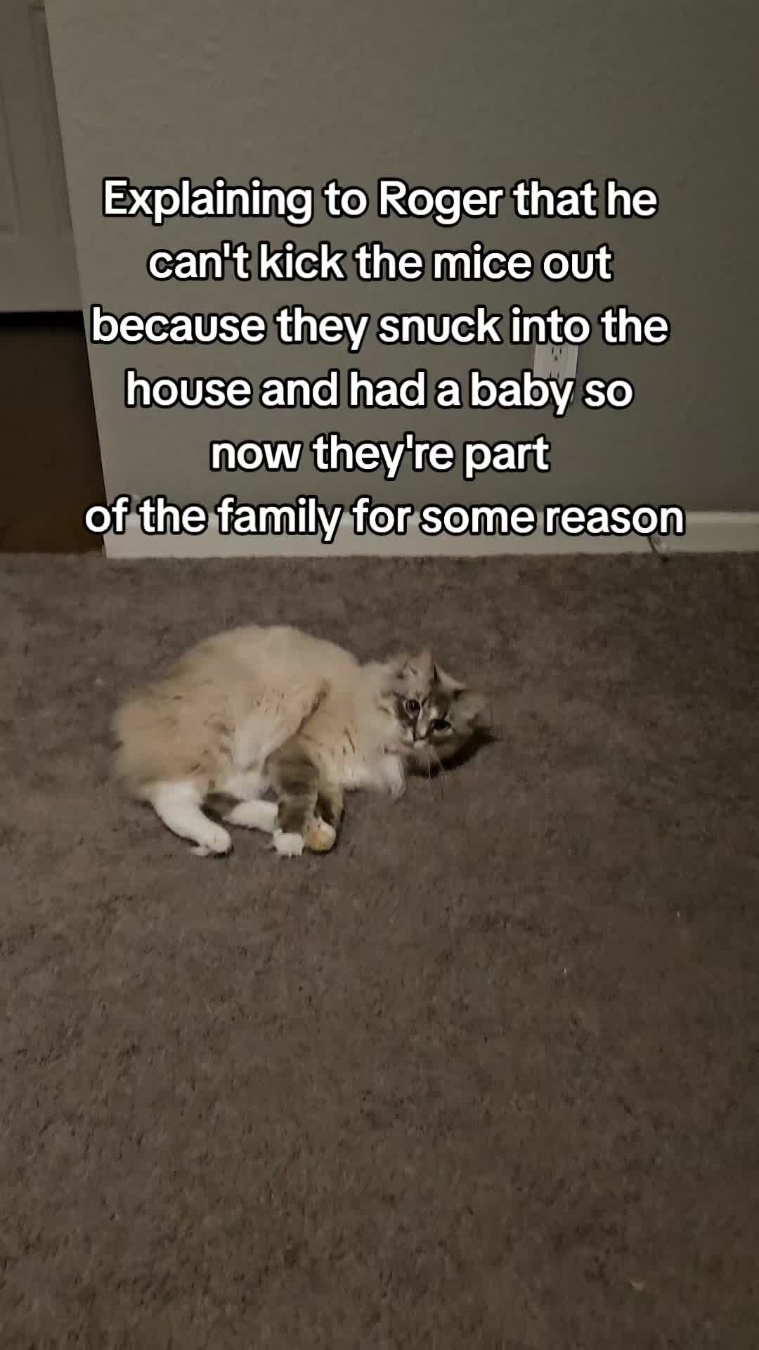 @rogerbiscuits