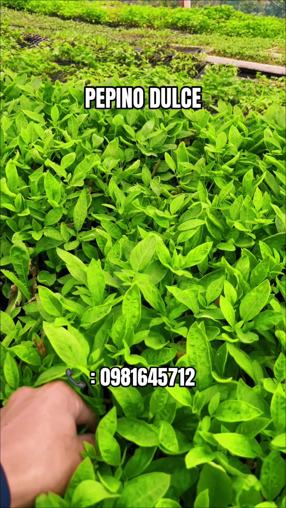 @Germi Plantas 🌱